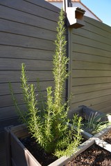Plante du jardin - Le romarin