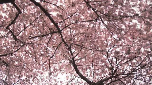 Close up of Spring Cherry blossom flowers