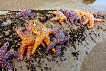 Sea stars pisaster ochraceus clustered at low tide on a Washington state beach