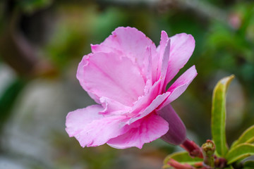 Fototapeta premium Beautiful pink flowers in the garden