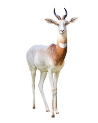 Addra Gazelle Facing Forward Extracted