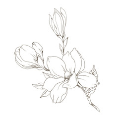 Magnolia flowers and buds on white. Vector illustration