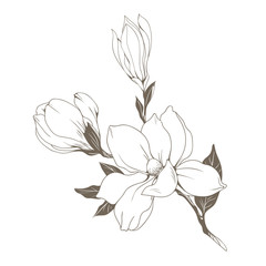 Fototapeta premium Magnolia flowers and buds on white. Vector illustration