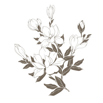 Magnolia Flowers And Buds On White. Vector Illustration