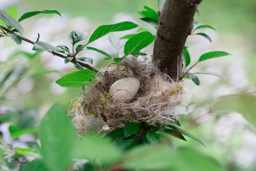 Naklejka na ściany i meble Small birds nest with a large cracked egg - 