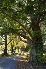 Bouaye - Allée d'arbres au Domaine du Château de la Mévellière