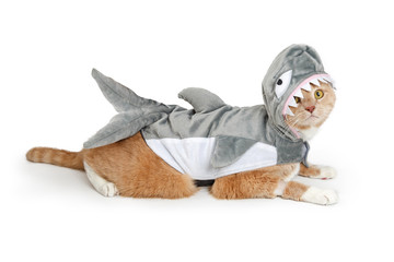 Cat Wearing Funny Shark Halloween Costume