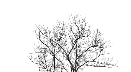 Dead tree branch isolated on white background