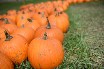 Harvested pumpkins in field in a row for fall farmer market