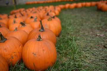 Harvested pumpkins in field in a row for fall farmer market