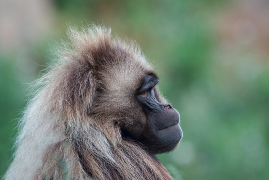 Portrait of gelada