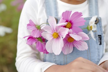 コスモス畑で花を摘む女の子