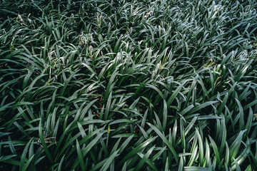 Palm Trees Leaves Wallpaper,  tropical and vegetation patterns