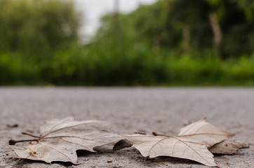 Autumn leaf on the ground of a street