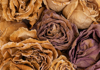 close up of drying  rose