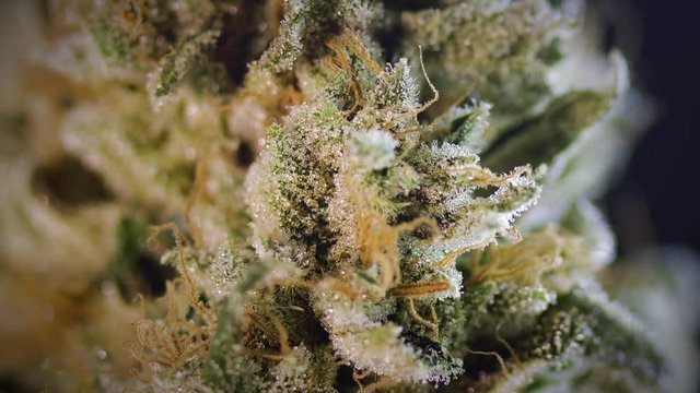 Spinning Zoom to Marijuana Bud Close Up Special Effect