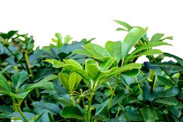 Green bush decorated in garden , Isolated on white background