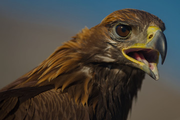 eagle