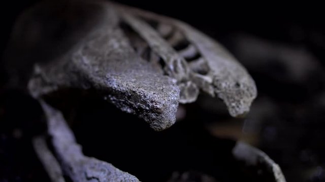 Cavers discover bones of extinct Giant Moa in caves in New Zealand - extreme close up of pelvis