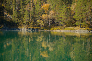 Fototapeta premium Golden autumn