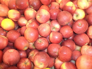 ripe red apples of the new harvest