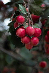 Red sweet small apples in the garden