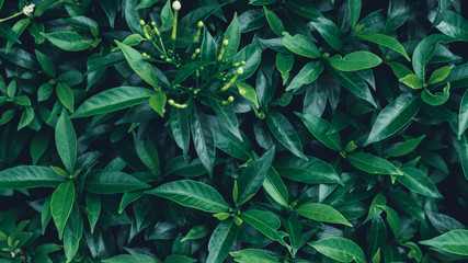 Fototapeta na wymiar Background with dark green tropical leaves,Close up green leaves background.