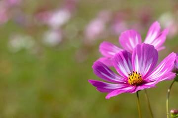 Fototapeta premium Cosmos flowers / shooting place is Kazo city Saitama prefecture, Japan