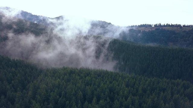 Expansive Aerial Drone Shot of the Tree Lined Romanian Mountains Covered in Moving Valley Fog.