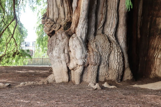 ELEFANTE, ARBOL, EL TULE.