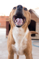 happy adult white and yellow puppy portrait