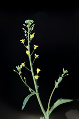 Canola raceme with 30% open flowers on black background.