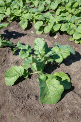 Canola plant beginning stem elongation with black background.