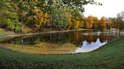 Pond surrounded by trees in autumn park