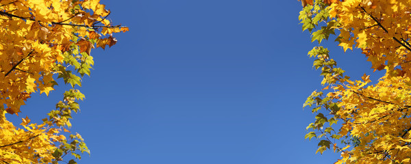 Yellow autumn maple leaves in China.