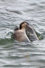 Naklejka premium Dwa Northern Elephant Seals walczące na Pacyfiku w Piedras Blancas Elephant seal rookery na środkowym wybrzeżu Kalifornii, USA