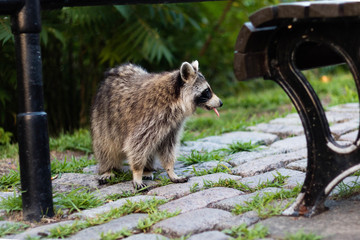 A raccoon on the Mount-Royal mountain, in Montreal, Quebec, Canada. A raccoon in the city. A...