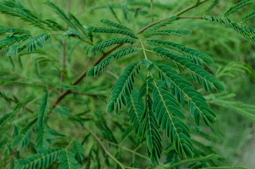 Green leaves, pattern of green leaves, natural background with leaves.