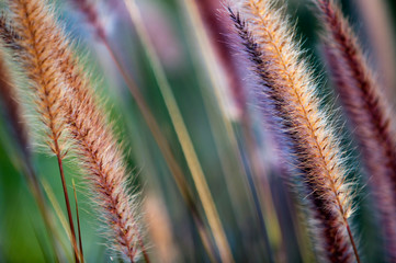 Plant at home garden, abstraction