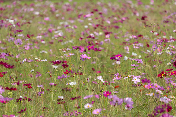 Cosmos flowers / shooting place is Kazo city Saitama prefecture, Japan