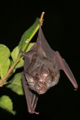 bat is mammal and call 