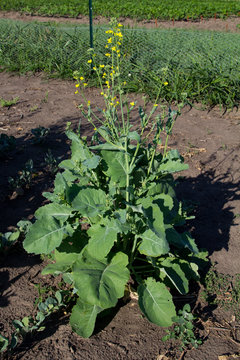 Canola plant with multiple racemes. Buds are below open florets.