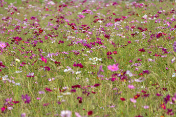 Obraz na płótnie Canvas Cosmos flowers / shooting place is Kazo city Saitama prefecture, Japan