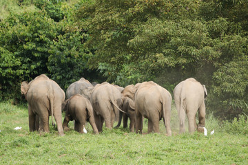 Many elephants is eating in grassland , Kui buri nationl park and walking protect baby elephants from dangerous