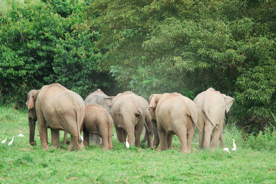 Many elephants is eating in grassland , Kui buri nationl park and walking protect baby elephants from dangerous