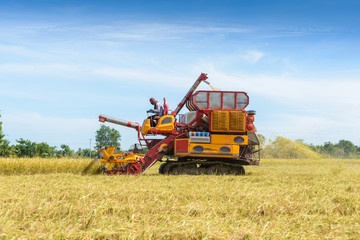 Combine harvester Working on rice field. Harvesting is the process of gathering a ripe crop