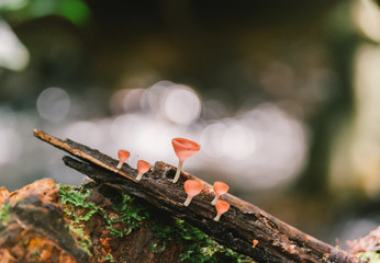 Orange mushroom or Champagne mushroom in rain forest, Thailand.