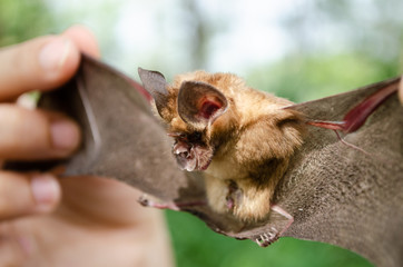 bat is mammal and call "vampire"