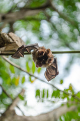 bat is mammal and call 