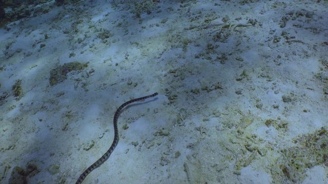Banded sea snake or Belcher's sea snake descends back to the sea floor to hunt for food